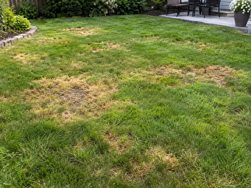 Pest or Disease Damage